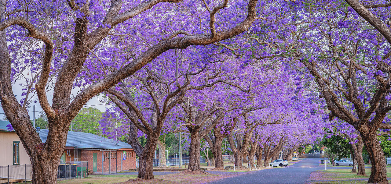 a row of Jacaranda trees
