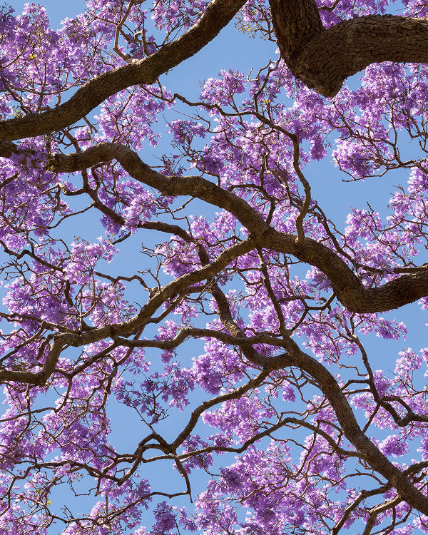 Jacaranda tree