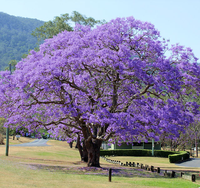 Jacaranda tree