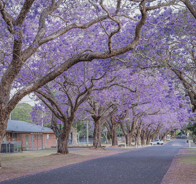 a row of Jacaranda trees