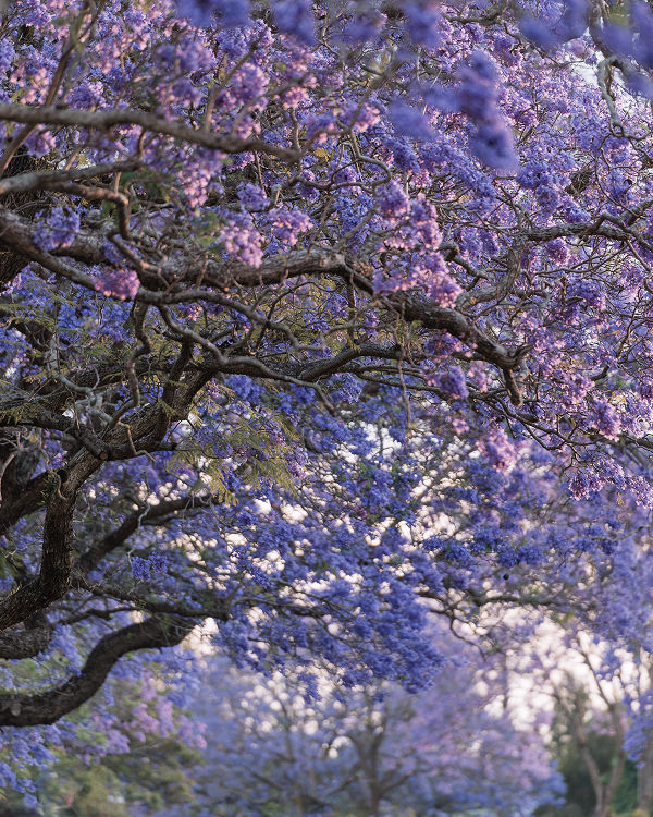 Jacaranda tree
