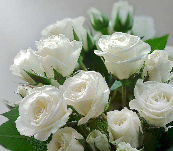 white roses