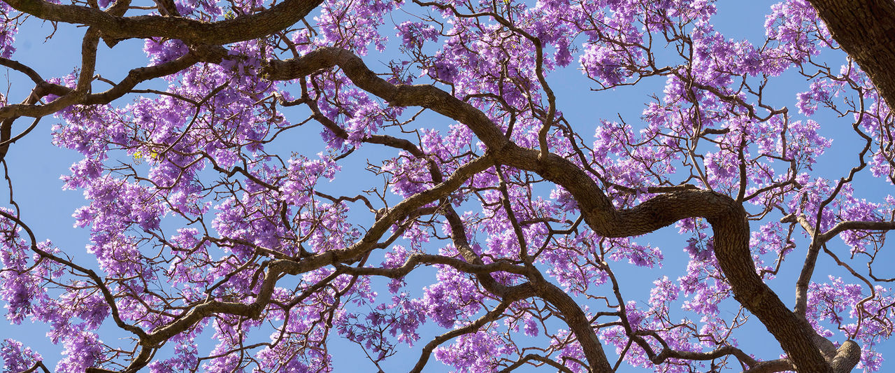 trees