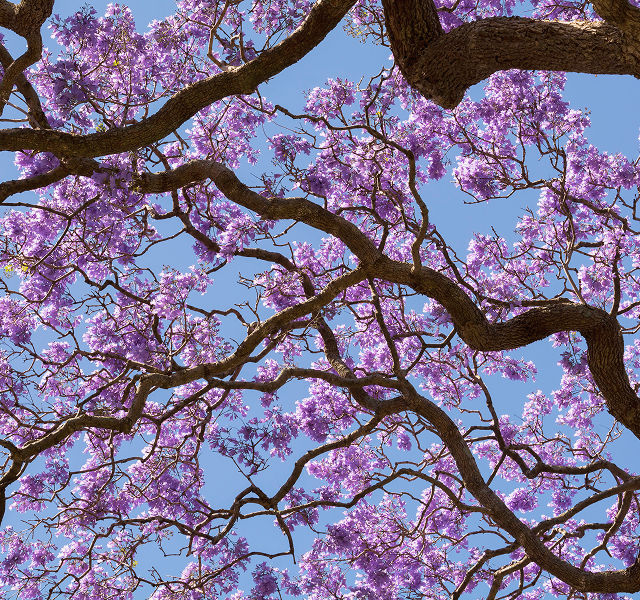 Jacaranda tree